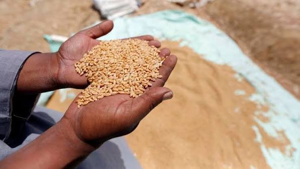 إنتاج مصر من القمح يتجاوز 10 ملايين طن