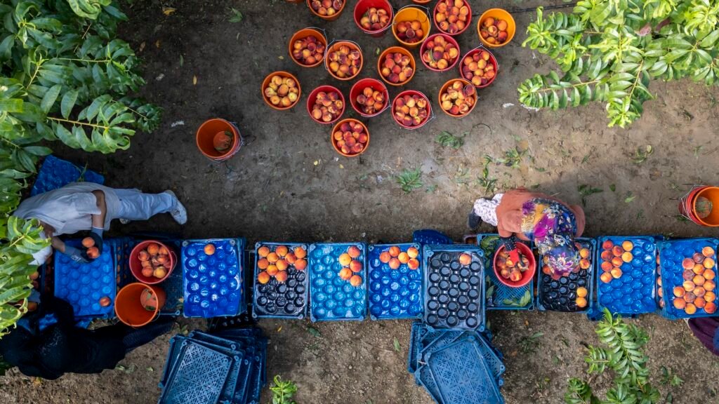 أسعار الغذاء العالمية تقفز إلى أعلى مستوى منذ 2022 مع تصاعد المخاطر